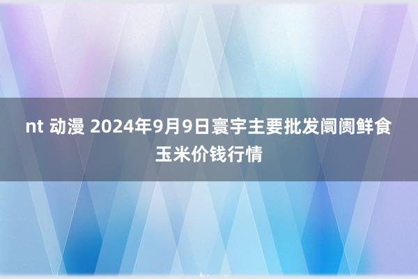 nt 动漫 2024年9月9日寰宇主要批发阛阓鲜食玉米价钱行情