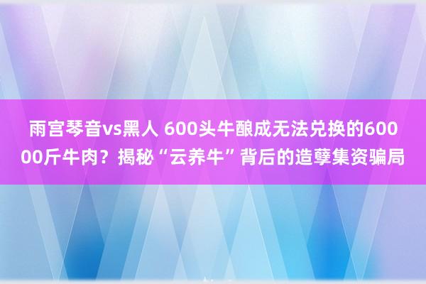 雨宫琴音vs黑人 600头牛酿成无法兑换的60000斤牛肉？揭秘“云养牛”背后的造孽集资骗局